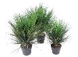 Plante artificielle Herbe Onion Grass Round en pot - intérieur - H.60cm vert
