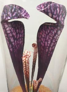 Plante artificielle carnivore sous cloche en verre - déco intérieur - H.46cm violet