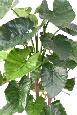 Plante artificielle Alocasia Calidora - décoration d'intérieur - H.170cm