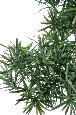 Bonsaï Podocarpus artificiel en coupe - plante synthétique intérieur - H.78cm