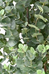 Arbre artificiel Eucalyptus Gunnii - plante synthétique d'intérieur - H.150cm