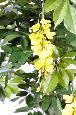 Arbre artificiel fleuri Glycine multi tree - plante d'intérieur - H.110cm jaune