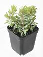 Cactus artificiels assortiment de 4 plantes - plante synthétique d'intérieur - H.20 cm