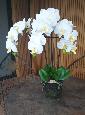 Fleur artificielle Orchidée Phalaenopsis en motte - plante d'intérieur - H.55cm crème
