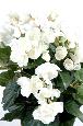 Fleurs artificielles Bégonia - plante en piquet - H.30 cm blanc