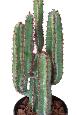 Plante artificielle Cactus 5 branches - Plante synthétique intérieur - H.77cm vert