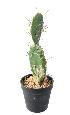 Plante artificielle petit Cactus plat- Plante pour intérieur - H. 34cm vert