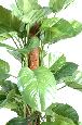 Plante verte artificielle Pothos géant tuteur coco - intérieur - H.150cm
