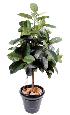 Arbre artificiel Ficus elastica - plante synthétique - H.180cm