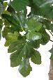 Arbre artificiel Figuier avec fruits - plante d'intérieur - H.170cm vert
