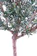 Arbre fruitier artificiel Olivier tête large et olives - plante pour intérieur - H.210cm