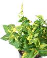 Feuillage artificiel Coleus en piquet - plante verte intérieur - H.40cm vert jaune