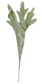 Feuille artificielle Platycerium - fougère corne d'élan - H.68cm vert