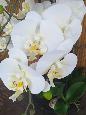 Fleur artificielle Orchidée Phalaenopsis en motte - plante d'intérieur - H.110cm crème