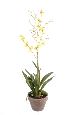Fleur artificielle Orchidée Dancing Lady - plante en pot terre - H.90cm jaune