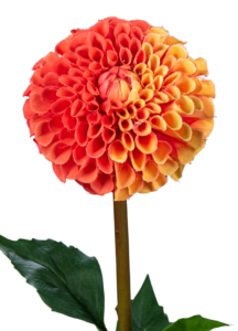 Fleur artificielle tige de Dahlia - composition florale - H.96cm orange