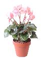 Fleurs artificielles Cyclamen - plante en piquet pour intérieur - H.32cm rose