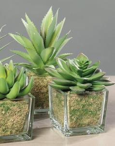 Plante artificielle 6 succulentes avec pots en verre - cactus d'intérieur - H.16cm