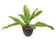 Plante artificielle Asplenium en piquet -plante d'intérieur - H.70cm vert
