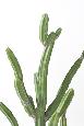 Plante artificielle Cactus Finger F - Plante pour intérieur - H.120cm vert