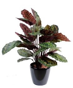 Plante artificielle Calathea Roseopicta - décoration d'intérieur - H.70cm vert rouge