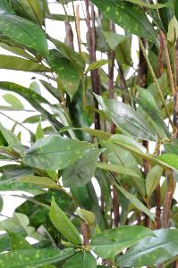 Plante artificielle Dracaena Surculosa - décoration d'intérieur - H.120cm vert