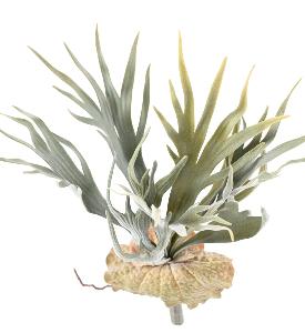Plante artificielle Platycerium en piquet - fougère corne d'élan - H.30cm vert
