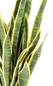 Plante artificielle Sansevieria 24 feuilles - décoration d'intérieur - H.85cm panaché