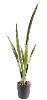 Plante artificielle Sansevieria piquet - succulente pour intérieur - H. 105cm vert jaune