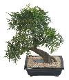 Bonsaï Aralia arbre miniature en coupe - plante synthétique intérieur - H.50cm