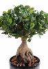 Bonsaï artificiel arbre miniature Ficus Panda Ginseng - plante d'intérieur - H.60cm