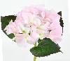 Fleur artificielle Hortensia - composition bouquet - H. 35 cm rose clair