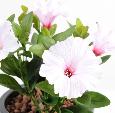 Fleur artificielle Petunia 4 fleurs - plante d'intérieur en piquet - H.25cm lilas