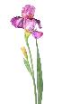Fleur artificielle iris 2 fleurs - décoration d'intérieur - H. 70cm lilas