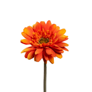 Fleur artificielle tige de Gerbera - composition bouquet - H.64cm orange
