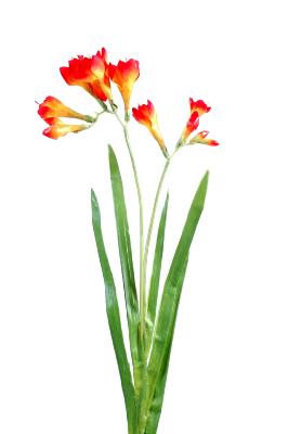 Fleur coupée artificielle Freesia large - création de bouquet - H.60 cm orange