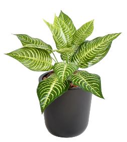 Plante artificielle Aphelandra mini en piquet - intérieur - H.30 cm panaché