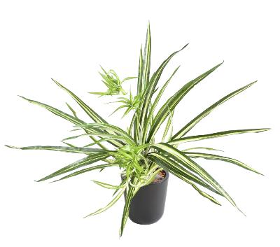 Plante artificielle Chlorophytum en piquet - déco d'intérieur - H.60cm panaché