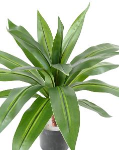 Plante artificielle Dracaena large - décoration d'intérieur - H.55cm vert