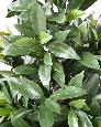 Plante artificielle Laurier Nobilis cône large - feuillage UV résistant - H.130cm