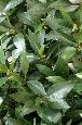 Plante artificielle Laurier topiaire large - plante d'intérieur - H.160cm vert
