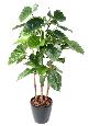 Plante artificielle Alocasia Calidora - décoration d'intérieur - H.170cm