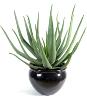 Plante artificielle Aloe vera - plante pour intérieur extérieur - H.70 cm vert