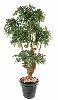 Arbre artificiel Ficus Natasja 5 têtes - plante synthétique intérieur - H.170cm