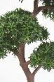 Arbre artificiel Podocarpus Bonsaï UV - intérieur extérieur - H.210cm