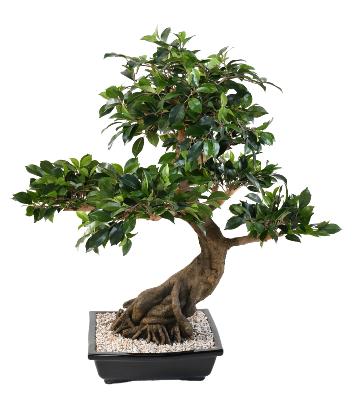 Bonsaï artificiel arbre miniature Ficus en coupe - plante d'intérieur - H.78 cm