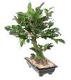 Bonsaï artificiel arbre miniature Ficus en coupe - plante intérieur - H.38cm