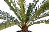 Palmier artificiel Cycas géant 15 palmes - plante d'intérieur - H.100cm vert