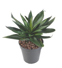 Plante artificielle Agave 36 feuilles - cactus artificiel extérieur - H.20cm vert