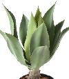 Plante artificielle Agave tige de plantation - cactus pour intérieur - H.60cm